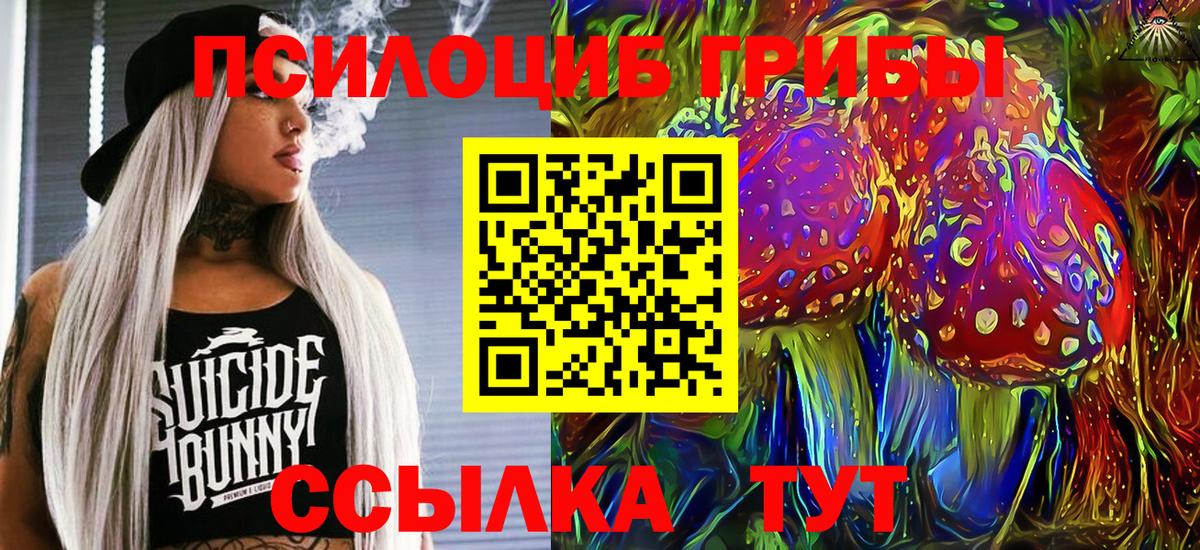 Псилоцибиновые грибы Psilocybe Будённовск